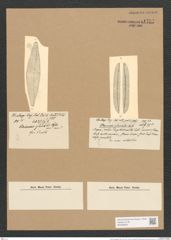 Stauroneis glacialis Castr. (de-Toni-Nr.: Genus 6, Species 897) Zeichnungen Sammlung Grunow Nr. 1757 (NHMW-BOT-W0368646)
